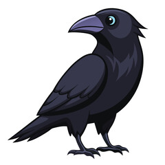 Crow isolated on white background
