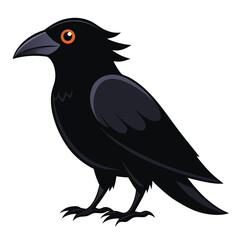 Crow isolated on white background