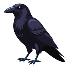 Crow isolated on white background