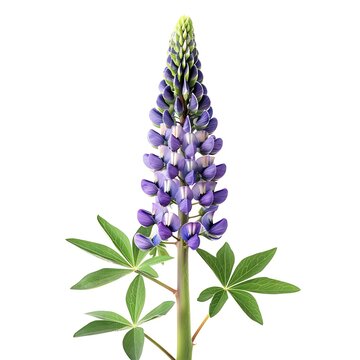 recommend clip art: Blue Lupine Isolated on White Background. Beautiful Lupine Flower