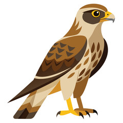 Hawk isolated on white background