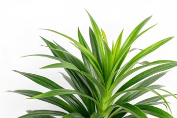 Fototapeta premium pandan isolated on white background