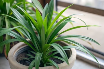 Obraz premium potted pandan plant