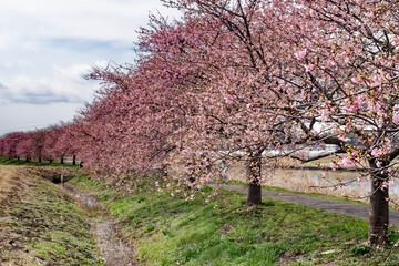 青空をバックに咲く河津桜の並木