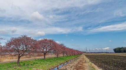 青空をバックに咲く河津桜の並木
