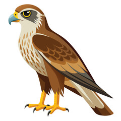 Hawk isolated on white background