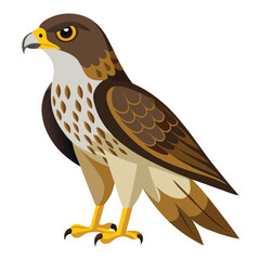 Hawk isolated on white background