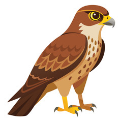 Hawk isolated on white background