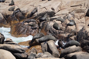 Lobos de mar Cabo Polonio Uruguay