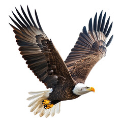 Obraz premium Bald Eagle in Flight with Majestic Wings. (1)