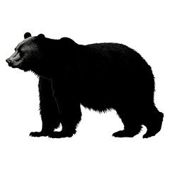 Fototapeta premium Black bear walking with night wildlife.