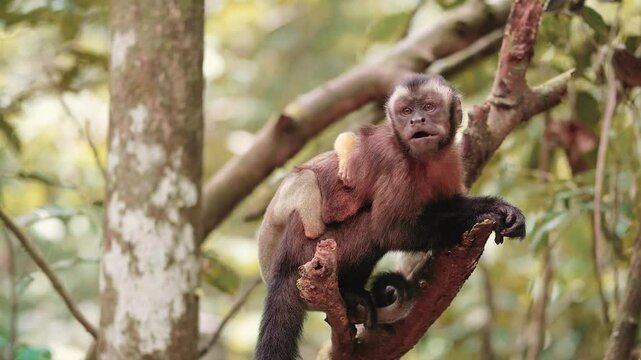Wildlife: monkey, mother with her baby in Leticia, Amazonas, Colombia. Experience the mesmerizing world of Leticia, nestled in the heart of the Amazon rainforest in Colombia, where the playful antics 