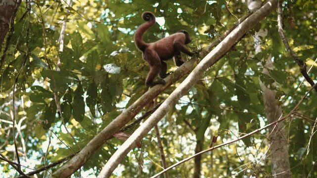 Wildlife: Churuco Monkey in Leticia, Amazonas, Colombia. Experience the mesmerizing world of Leticia, nestled in the heart of the Amazon rainforest in Colombia