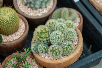 Vibrant cactus display a cozy greenhouse a nature showcase