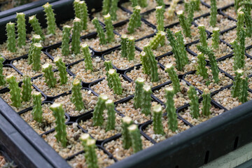 Growing cactus plants a greenhouse indoor environment close-up view for gardening enthusiasts