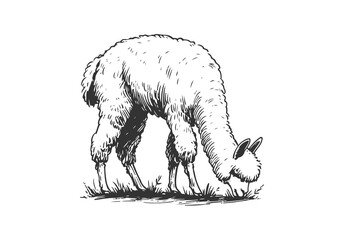 Alpaca hand drawn sketch illustration vector