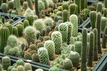 Thriving cactus collection greenhouse nature's beauty lush environment close-up view