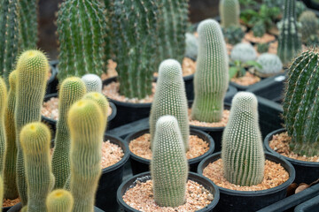 Cactus gathering desert garden vibrant arrays of unique plants captured close-up nature's beauty