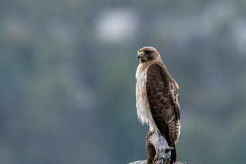 Aguila