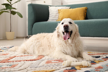 Cute dog with chew bone on floor at home