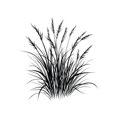 Ornamental Grass Silhouette Isolated on Transparent Background