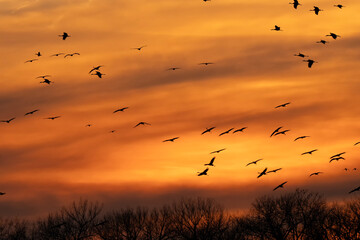 Sandhill cranes at sunset; Crane Trust; Nebraska