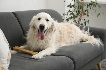 Cute dog with chew bone on sofa at home