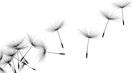 Obraz premium Dandelion Seeds: A Simple, Elegant Black and White Illustration