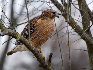 red tailed hawk perched on a branch