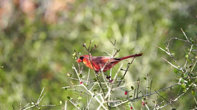 Close-Up: Bright Male Cardinal in Tree - Ambient Audio