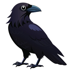 Raven isolated on white background