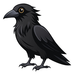 Raven isolated on white background