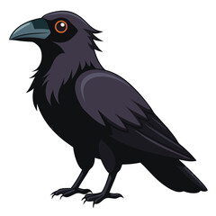 Raven isolated on white background
