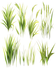 Fototapeta premium illustrations of various trees, leaves, grasses, and botanical elements on white background.