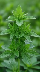 Vibrant green plant with layered leaves, standing tall amidst a lush, verdant field