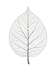 illustrations of various trees, leaves, grasses, and botanical elements on white background.