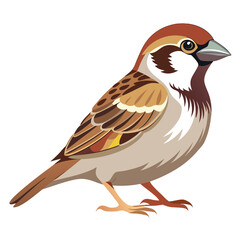 Sparrow isolated on white background