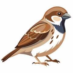 Sparrow isolated on white background