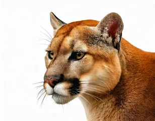   puma or cougar isolated on white background  © MdRakibul