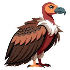 Vulture isolated on white background