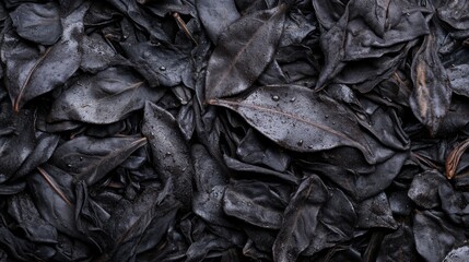 Close-up shot of black tea leaves glistening under morning dew