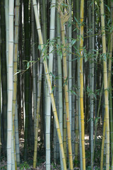 Fototapeta premium 竹林