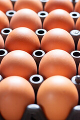 Close up chicken eggs in plastic tray