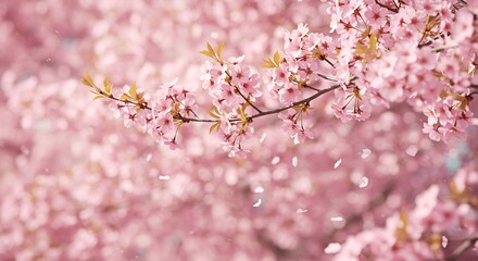 Obraz premium Delicate Pink Cherry Blossoms: A Serene Springtime Scene