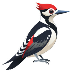 Woodpecker isolated on white background
