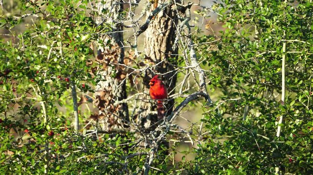Close-Up: Bright Male Cardinal in Tree - Ambient Audio
