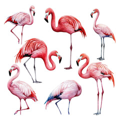 Obraz premium Pink Flamingos Collection.