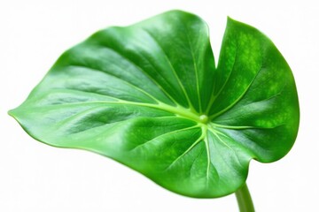Close-up of Monstera deliciosa leaf with isolated on white, green, closeup