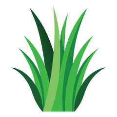 Obraz premium aloe vera plant