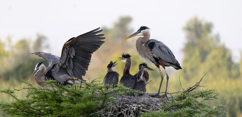 Great Blue Heron parents caring for chicks, following sunrise, in Cross Creek Ranch, Fulshear, Texas. © Maxine